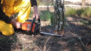 Best Tree Health Inspection  in Woodfin, NC