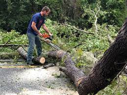 Best Hazardous Tree Removal  in Woodfin, NC