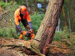 Soil Testing and Treatment in Woodfin, NC