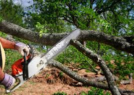 Best Commercial Tree Services  in Woodfin, NC