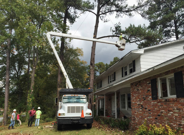 Best Tree Maintenance Programs  in Woodfin, NC