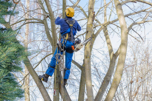 Reliable Woodfin, NC Tree Removal Services Solutions