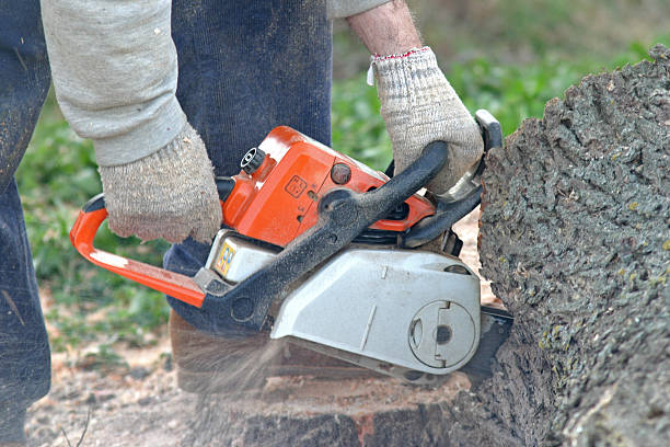 Best Commercial Tree Services  in Woodfin, NC