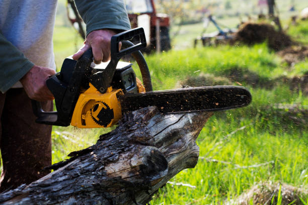 How Our Tree Care Process Works  in  Woodfin, NC